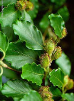 MSA FAGUS SYLVATICA 50 ML - pharmaonline24.it