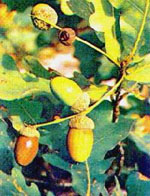 MSA QUERCUS PEDUNCOL 50 ML - pharmaonline24.it