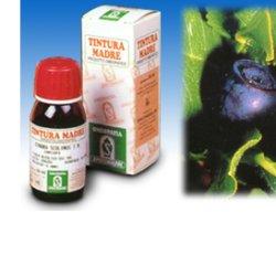 MIRTILLO 31 50ML TM - pharmaonline24.it